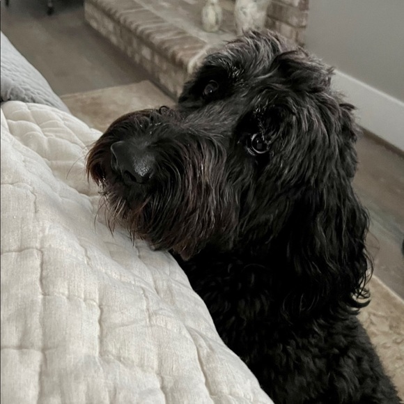 Meet your Posher, Keri - Picture 2 of 3